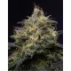 Silly Hills Triploid - Cannabis Equilibrata e Potente con 35% THC