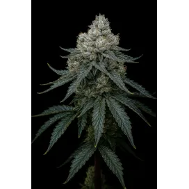 Frosty Apple Triploid - Sabores a manzana con toques a fuel y tierra con y altos niveles de THC