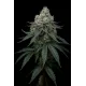 Frosty Apple Triploid - Sabores a manzana con toques a fuel y tierra con y altos niveles de THC