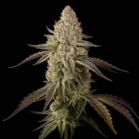 Banana Velvet Og Triploid - sabores afrutados a banana y cremoso con notas de fuel y alta potencia en THC