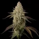 Banana Velvet Og Triploid - sabores afrutados a banana y cremoso con notas de fuel y alta potencia en THC