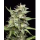 Fruity Forest Triploid - Cannabis Dolce e Resistente