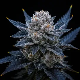 Guava Ice Cream Triploid loud terps