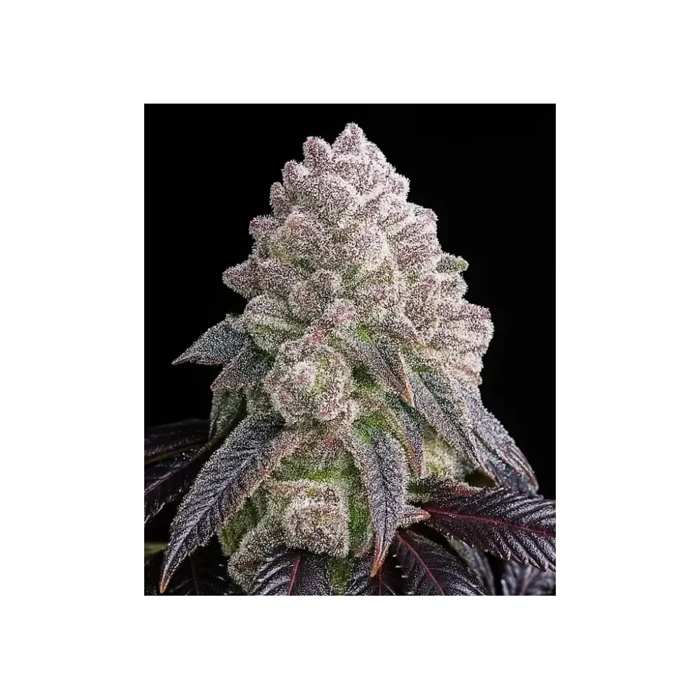 Tropical Sherbberry Triploid feminizada