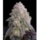 Tropical Sherbberry Triploid