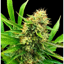 mid-west-cbd-triploids
