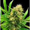 mid-west-cbd-triploids