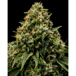 northwest-cbd-triploid