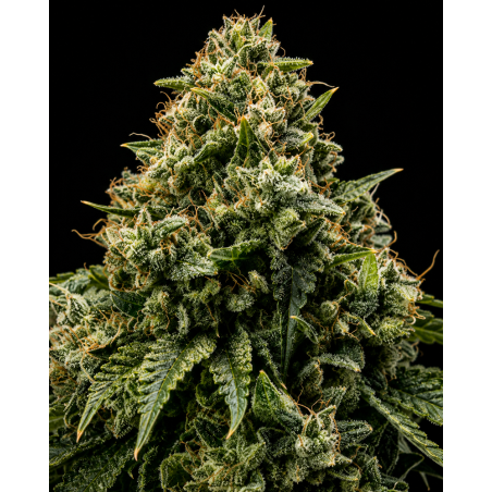 northwest-cbd-triploid
