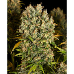 northwest-cbd-triploid
