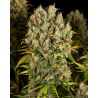 northwest-cbd-triploid