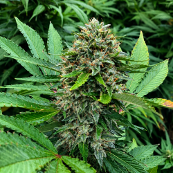 northwest-cbd-triploid