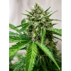 northwest-cbd-triploid
