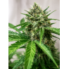 northwest-cbd-triploid