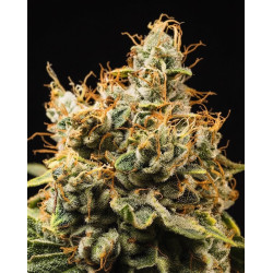 gmo-glookies-triploid