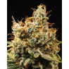 gmo-glookies-triploid