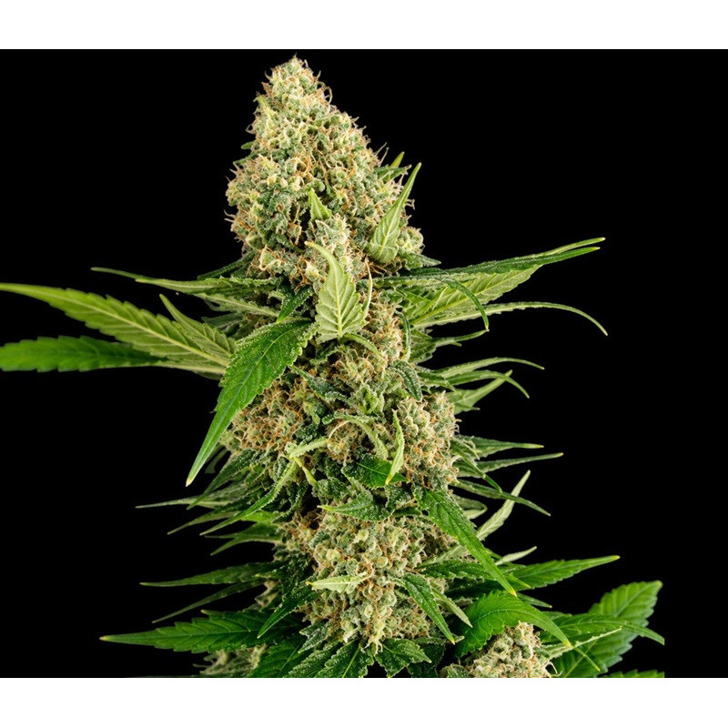 Midwest CBD Triploid 23% CBD y 0% THC