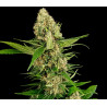 Midwest CBD Triploid 23% CBD y 0% THC