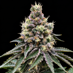 GMO Glookies, 30% THC excelente elección para flores y extracciones de resina.