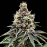 GMO Glookies, 30% THC excelente elección para flores y extracciones de resina.