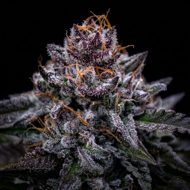 zkittlez-pouding-triploid