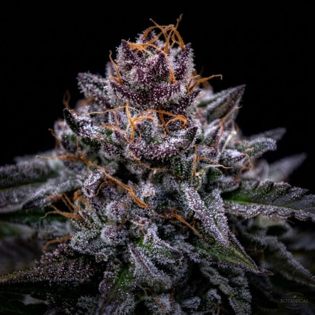 zkittlez-pouding-triploid