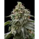 The Rascal Triploid - Cannabis Ibrida Potente e Versatile