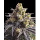 Sweetheart Triploid - Cannabis Dulce y Potente con 32% THC