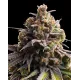 Tahitian Tingle Triploid - Cannabis Rilassante con Note Agrumate