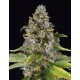 Summer Sweet Triploid - Cannabis Dolce e Rilassante